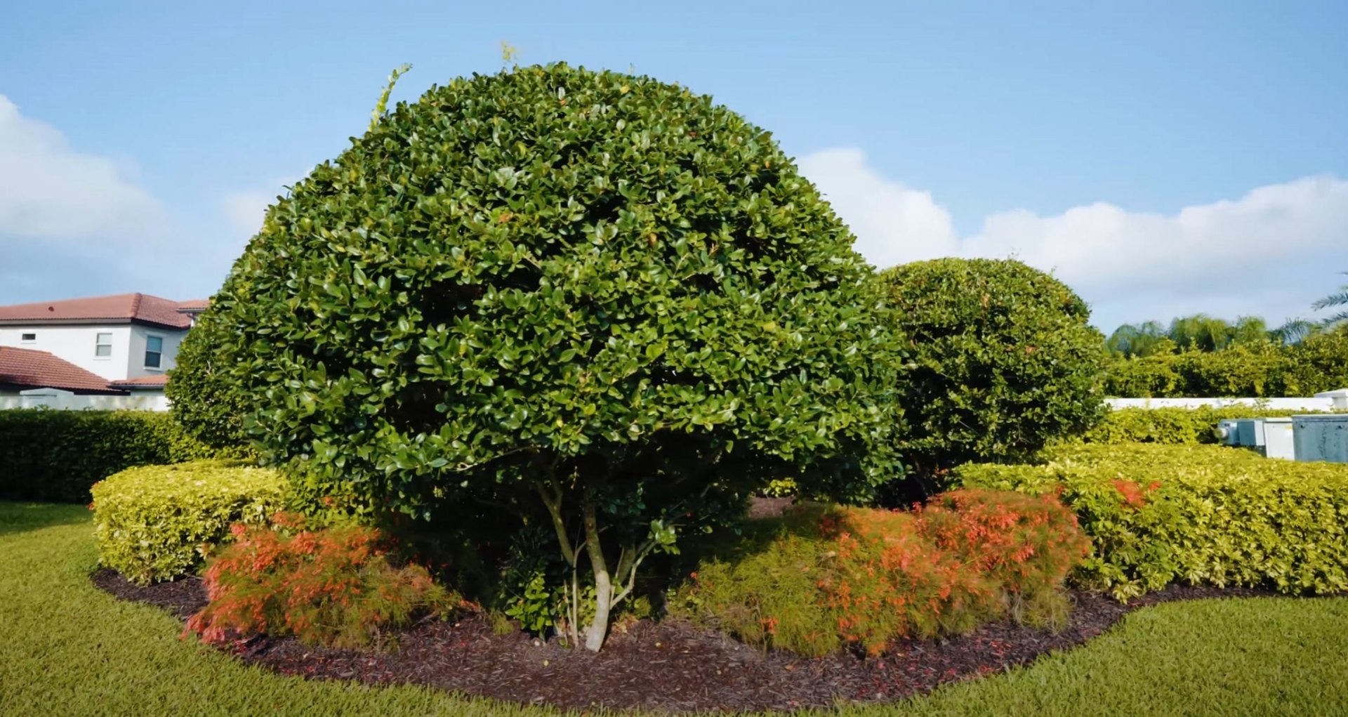 Professional landscape design featuring expertly pruned ornamental trees and colorful fall shrubs in mulched garden beds
